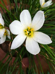 yellow flower in spring