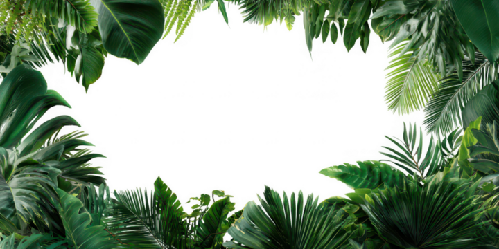 Tropical Palm Leaves Border PNG – Green Coconut Tree Foliage Top Frame Transparent Background
