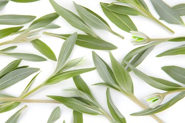 Fototapeta premium Elegant Green Leaves and Buds Flat Lay Pattern