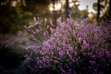 Kwitnące, fioletowe wrzosy na leśnej polanie © Zuzanna