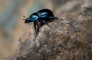 Naklejka premium Czarny żuk w kolorowymi refleksami na pancerzyku. 