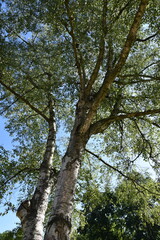 Grands arbres au jardin au printemps