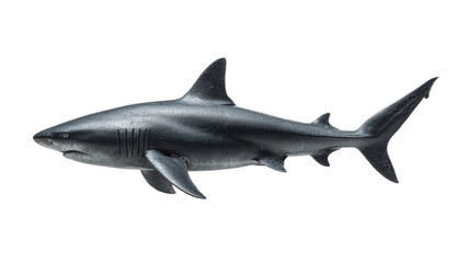 Obraz premium Elegant shark profile on transparent displaying detail and fin structure highlighting marine