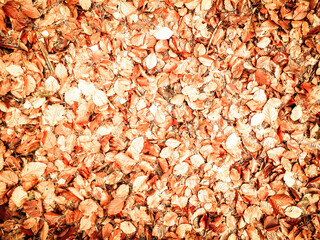 Golden autumnal leaves as nature background.