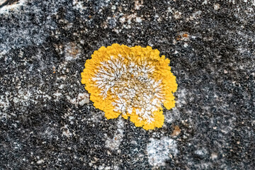Bright yellow crustose lichen with a circular pattern on dark stone. Macro photograph highlights the white center and vibrant yellow margins against a textured rock background