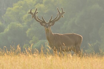 Red deer new antlers wildlife Cervus elaphus fawn western red deer male European graze in meadow nice eyes fur forest mountains, nice darling, widespread hunting animal care, hunted Europe