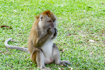 Long tailed macaque enjoying food in penang, malaysia