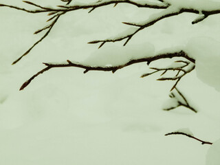 Nature background - white snow on branches.