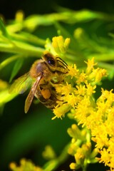 closeup of a bee