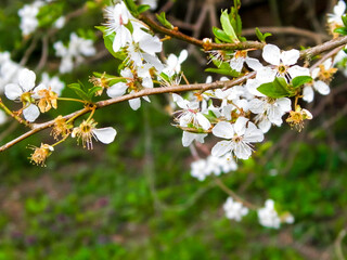 Fototapeta premium Blooming mirabelle tree in summer.