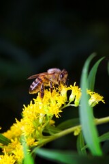 closeup of a bee