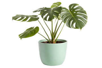 A healthy green Monstera Deliciosa plant in a mint green pot, perfect for indoor décor and air purification