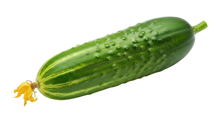 Isolated cucumber
