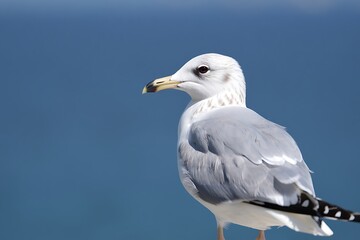 Fototapeta premium Seagull, close up portrait of bird on the beach with dark blue sea on background.