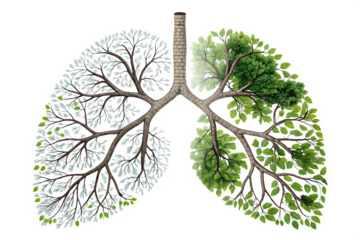 Human lungs are made with tree on AI generated by PNG