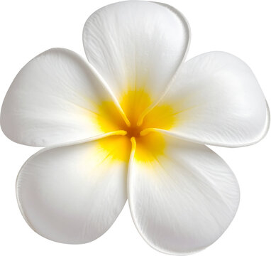 Frangipani Balinese flower on transparent background 透明背景のバリの花 투명배경에 발리꽃 플루메리아