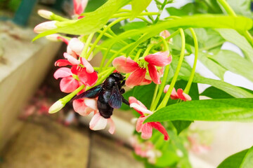 insect enjoying the visit to the flowers