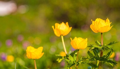 Yellow flowers in a meadow (1)