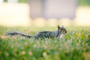 Squirrel in the Grass