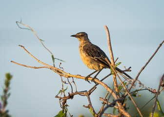 Bird perched on a branch against a blue sky.