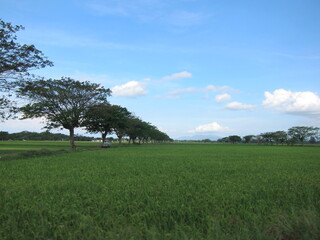 green field and blue sky