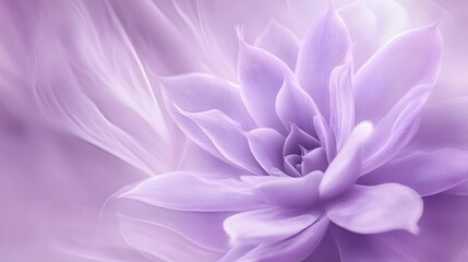 Lavender Succulent Flower Closeup Soft Purple Floral Background