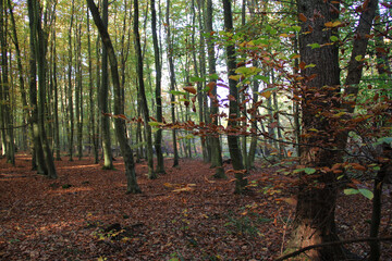 Autumn forest landscape with tall trees and fallen leaves in natural woodland scenery