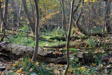 Fallen mossy tree trunk in autumn forest with leaves and green plants