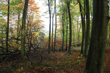 Autumn forest with fallen branches and colorful trees in natural woodland