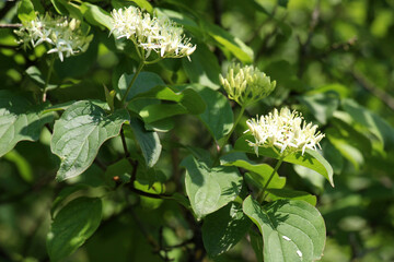 Ornamental shrub Cornus sanguinea blooms in nature