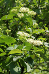 Obraz premium Ornamental shrub Cornus sanguinea blooms in nature