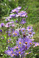 Aster amellus blooms in the wild