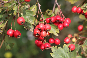 Ripened hawthorn (crataegus) berries