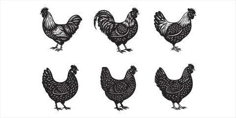 Engraved style black and white illustrations of roosters and hens chicken poultry © MdAbdur