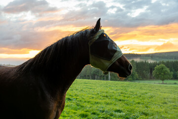 Silhouette of a horse wearing a fly mask standing in a green pasture at sunset, with a dramatic sky and forest in the background