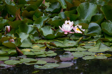 amazing attractive white lotus flowers on the water. colorful flower photography. close-up. natural lighting.