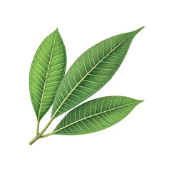 Obraz premium Mango leaf pair vector on white background.01