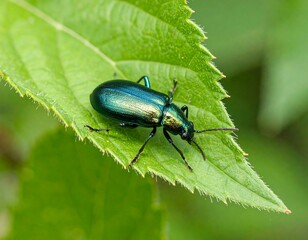 Beetle on Leaf, Close-up, Nature