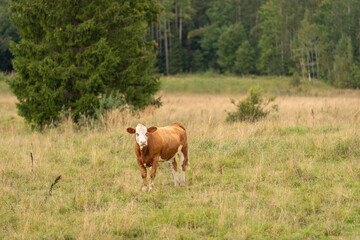 calf in the pasture against the background of a fir tree