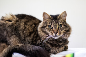 A tranquil Tabby Cat comfortably relaxing on a flat surface
