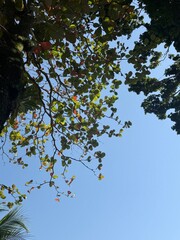 tree branches against blue sky