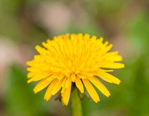 Obraz premium Close-up of vibrant yellow dandelion