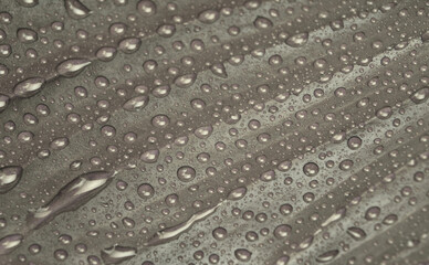 Leaf with water drop. Brown, beige color. Natural background.