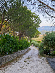 A path is lined with trees and bushes