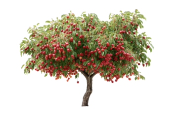 Isolated Cherry Tree Laden with Fruit on Transparent Background