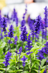 Vibrant and Colorful Purple Flowers Blooming in a Lush Garden