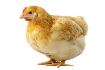 Yellow Broiler Chicken on Transparent Background