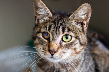 Charming Portrait of a Domestic Cat with Striking Eyes