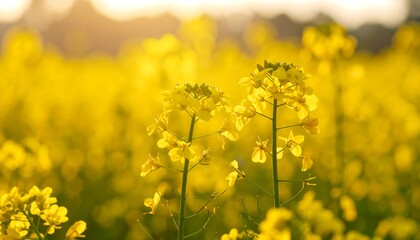 Obraz premium Golden canola field at sunset