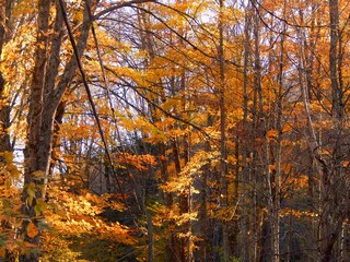 Fototapeta premium A dense forest canopy ablaze with golden autumn colors, showing layers of trees with bright yellow and orange leaves creating a rich tapestry of fall foliage.